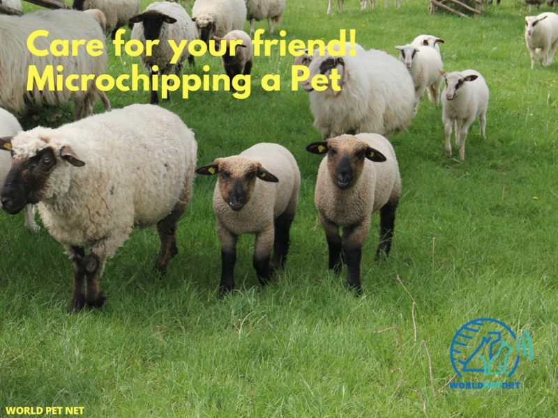 Simple and effective method of registering all animals - care for your friend